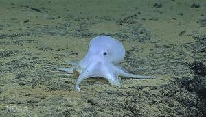 Ghost-like octopod photo copyright NOAA Fisheries taken at  and featuring the  class