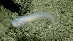 Ghost-like fish photo copyright NOAA Fisheries taken at  and featuring the  class