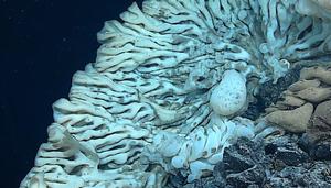 Largest sponge known in the world photo copyright NOAA Fisheries taken at  and featuring the  class