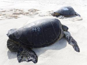 Green sea turtle with etched number on its shell in non-toxic paint on the shores of French Frigate Shoals, Northwestern Hawaiian Islands photo copyright  Marylou Staman / NOAA Fisheries taken at  and featuring the  class
