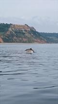 A pod of dolphins watch the Scorpion Open at Sidmouth Sailing Club © Richard Gatehouse