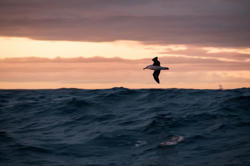 Leg 7 from Auckland to Itajai, day 14 on board AkzoNobel. 30 March, . A wandering albatross photo copyright James Blake / Volvo Ocean Race taken at  and featuring the Volvo One-Design class