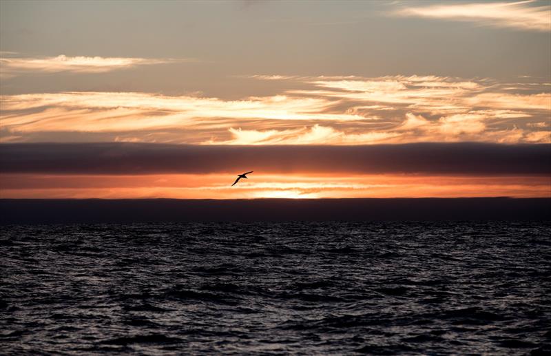 Albatross wanders at sunset in the Southern Ocean photo copyright Konrad Frost | Volvo Ocean Race taken at  and featuring the Volvo One-Design class